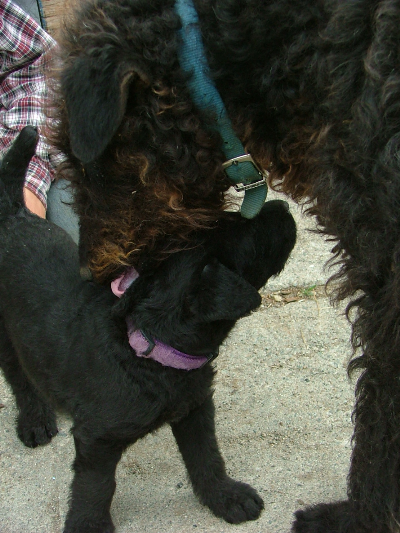 Pepper&Echo